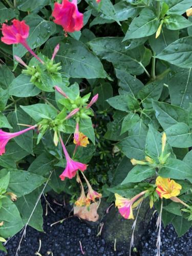 0DC2D8C1-BE28-465F-BA85-54B2BC7CA58A - Rina ISHII